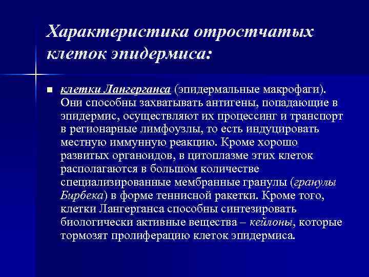 Характеристика отростчатых клеток эпидермиса: n клетки Лангерганса (эпидермальные макрофаги). Они способны захватывать антигены, Характеристика отростчатых клеток эпидермиса: n клетки Лангерганса (эпидермальные макрофаги). Они способны захватывать антигены,