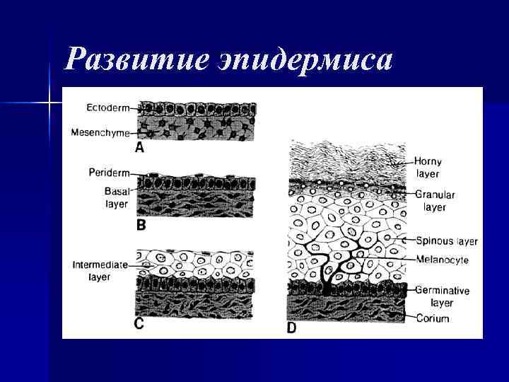 Производные эпидермиса образован. Эпидермис кожи развивается из. Производные эпидермиса. Источник развития эпидермиса кожи. Стекловидный слой эпидермиса у новорожденных.