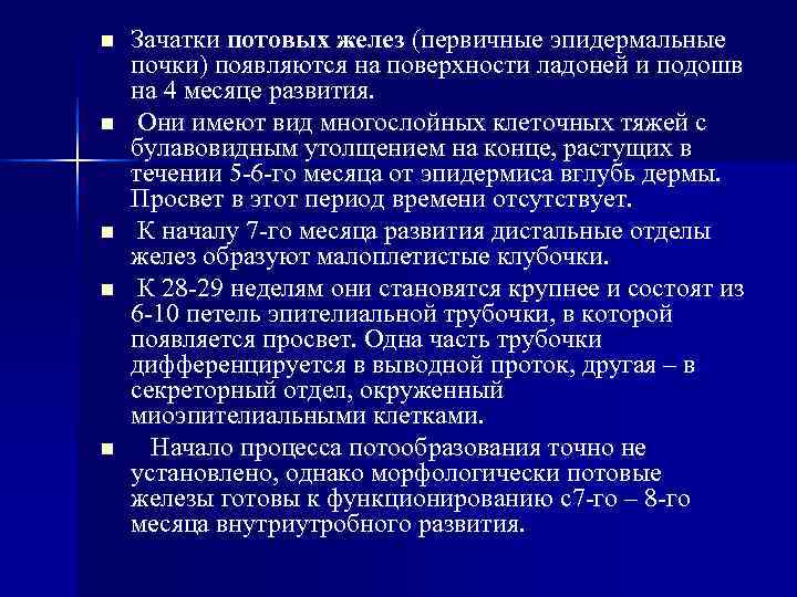 n Зачатки потовых желез (первичные эпидермальные почки) появляются на поверхности ладоней и подошв n Зачатки потовых желез (первичные эпидермальные почки) появляются на поверхности ладоней и подошв