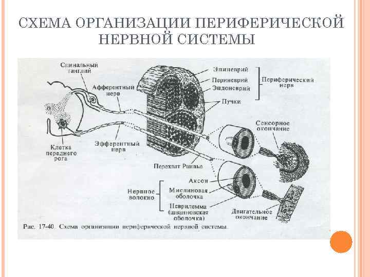 СХЕМА ОРГАНИЗАЦИИ ПЕРИФЕРИЧЕСКОЙ   НЕРВНОЙ СИСТЕМЫ 