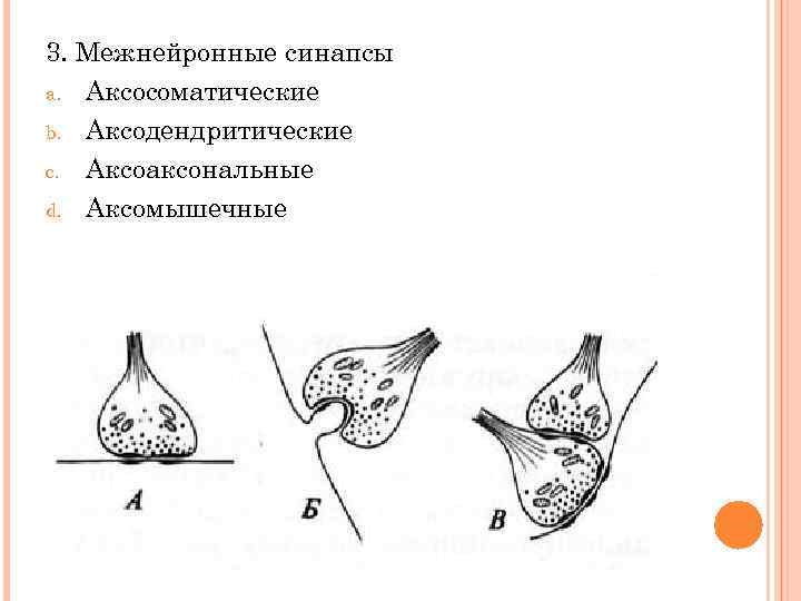 Виды межнейронных синапсов