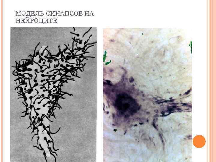 МОДЕЛЬ СИНАПСОВ НА НЕЙРОЦИТЕ 