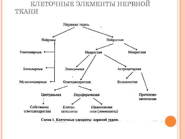 Нервная ткань схема