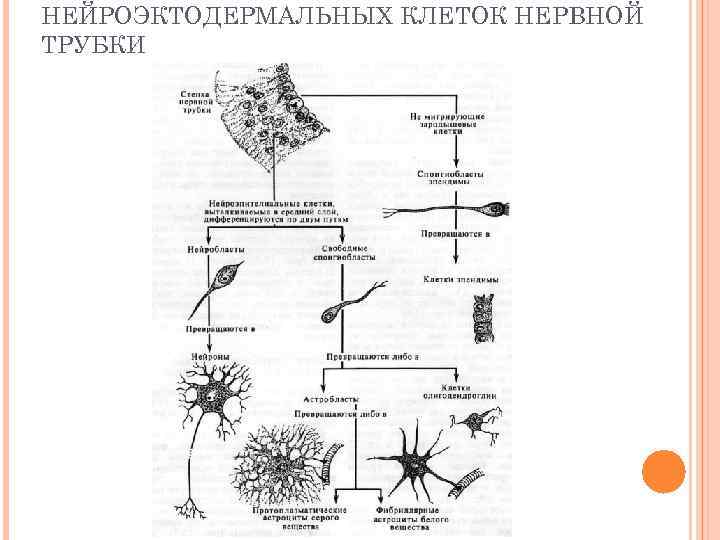 НЕЙРОЭКТОДЕРМАЛЬНЫХ КЛЕТОК НЕРВНОЙ ТРУБКИ 