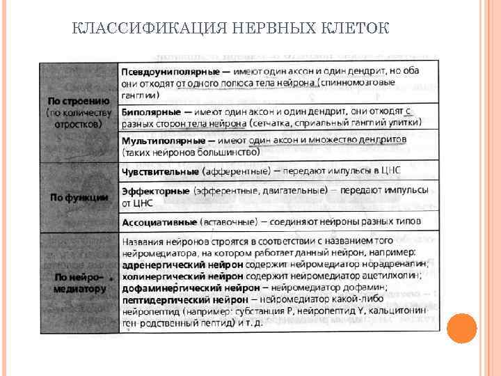 КЛАССИФИКАЦИЯ НЕРВНЫХ КЛЕТОК 