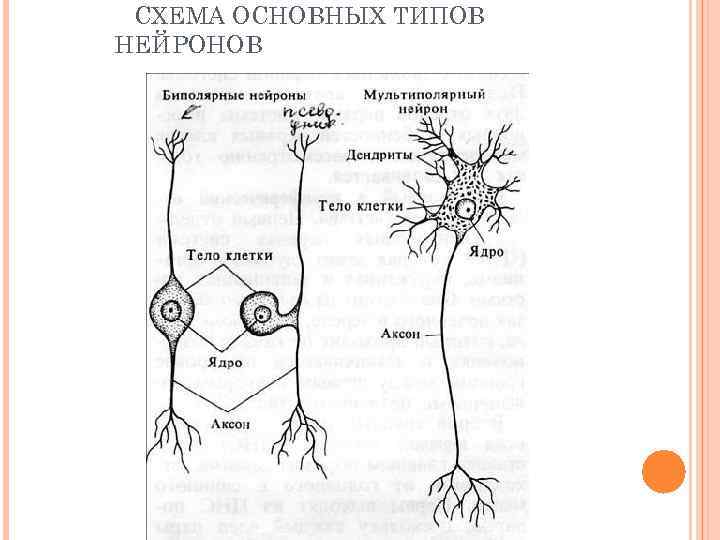 Виды нейронов. Типы нейронов схема. Нервная ткань Нейрон эндокринная система. Периферический Нейрон. Периферический нерв типы нейронов.