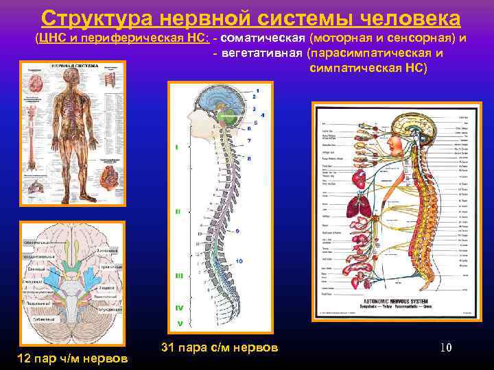   Структура нервной системы человека  (ЦНС и периферическая НС: - соматическая (моторная