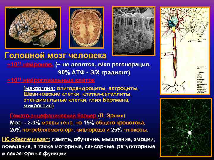 Головной мозг человека ~1011 нейронов, (~ не делятся, в/кл регенерация,    90%