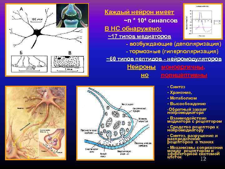 Каждый нейрон имеет  ~n * 104 синапсов В НС обнаружено: ~17 типов медиаторов