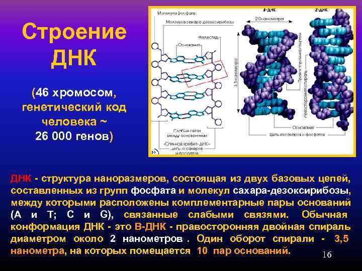  Строение  ДНК  (46 хромосом,  генетический код человека ~ 26 000