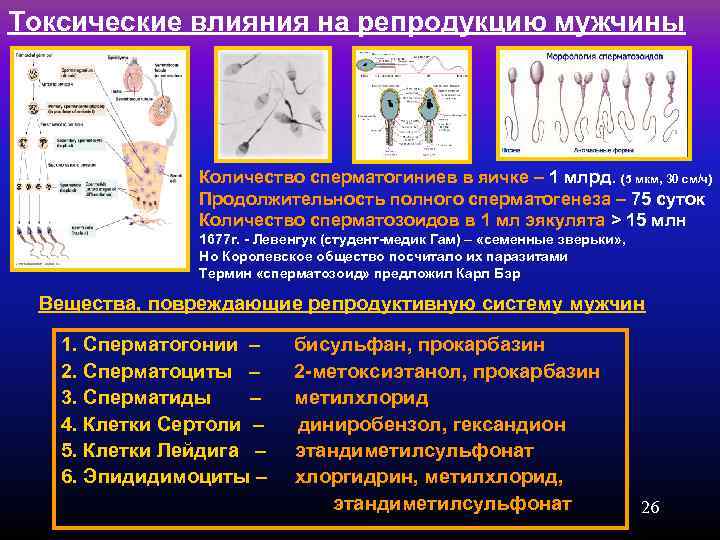 Токсические влияния на репродукцию мужчины    Количество сперматогиниев в яичке – 1