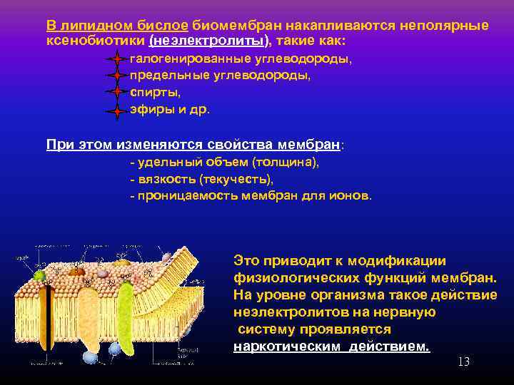 В липидном бислое биомембран накапливаются неполярные ксенобиотики (неэлектролиты), такие как:   галогенированные углеводороды,