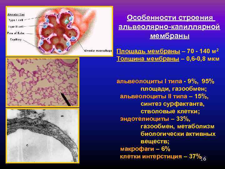  Особенности строения альвеолярно-капиллярной   мембраны Площадь мембраны – 70 - 140 м