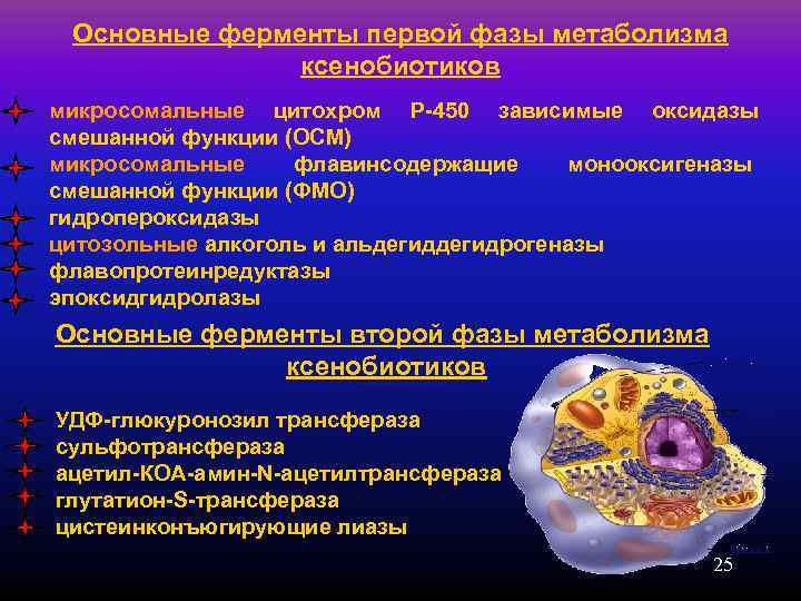  Основные ферменты первой фазы метаболизма   ксенобиотиков микросомальные цитохром Р-450 зависимые оксидазы