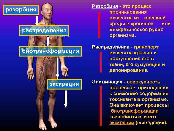     Резорбция - это процесс резорбция     проникновения