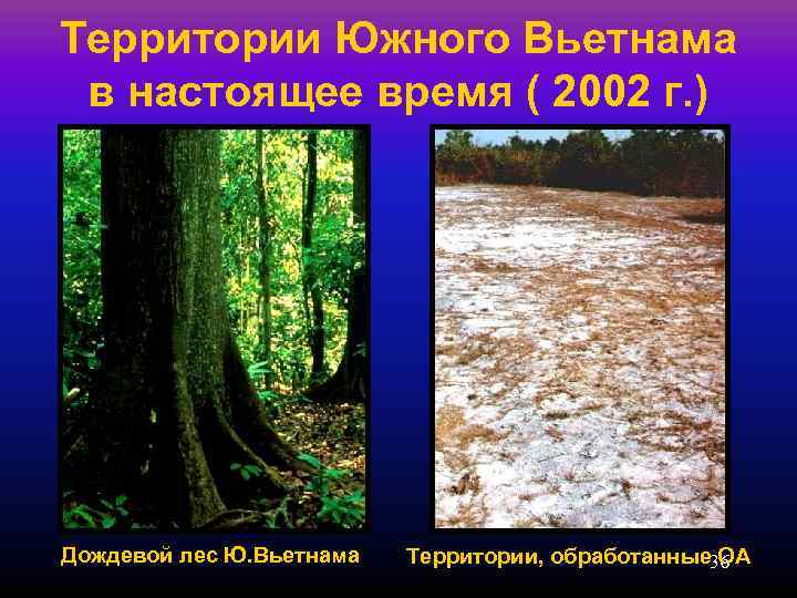 Территории Южного Вьетнама в настоящее время ( 2002 г. ) Дождевой лес Ю. Вьетнама