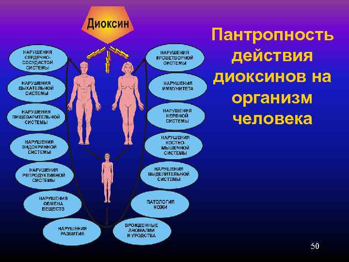 Пантропность  действия диоксинов на  организм  человека   50 