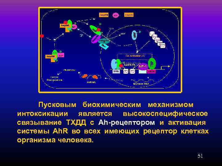    Пусковым биохимическим механизмом интоксикации является высокоспецифическое связывание ТХДД с Ah-рецептором и