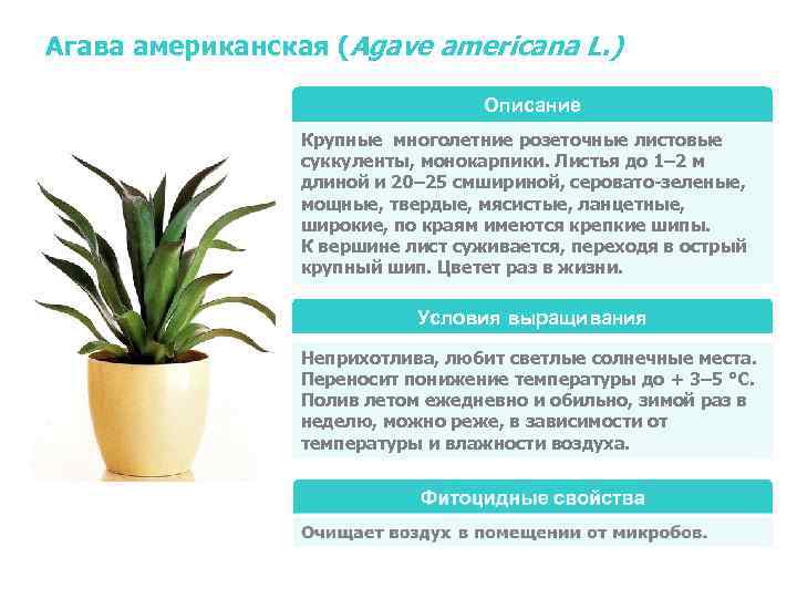 Агава американская (Agave americana L. )       Описание 