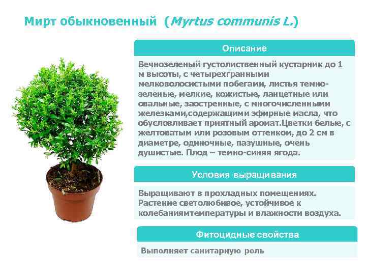 Мирт обыкновенный (Myrtus communis L. )       Описание 
