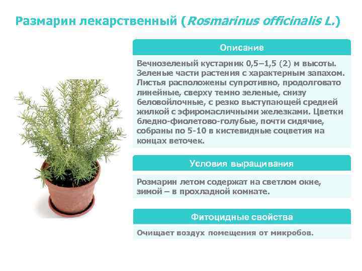 Размарин лекарственный (Rosmarinus officinalis L. )       Описание 