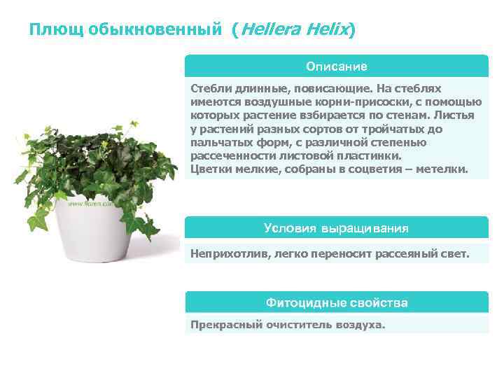 Плющ обыкновенный (Hellera Helix)      Описание   Стебли длинные,