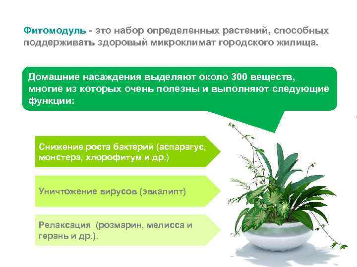 Фитомодуль - это набор определенных растений, способных поддерживать здоровый микроклимат городского жилища.  Домашние