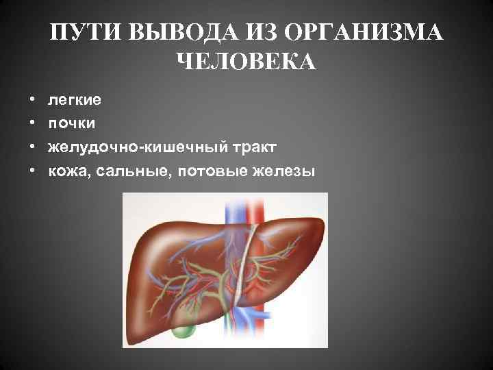   ПУТИ ВЫВОДА ИЗ ОРГАНИЗМА  ЧЕЛОВЕКА •  легкие •  почки