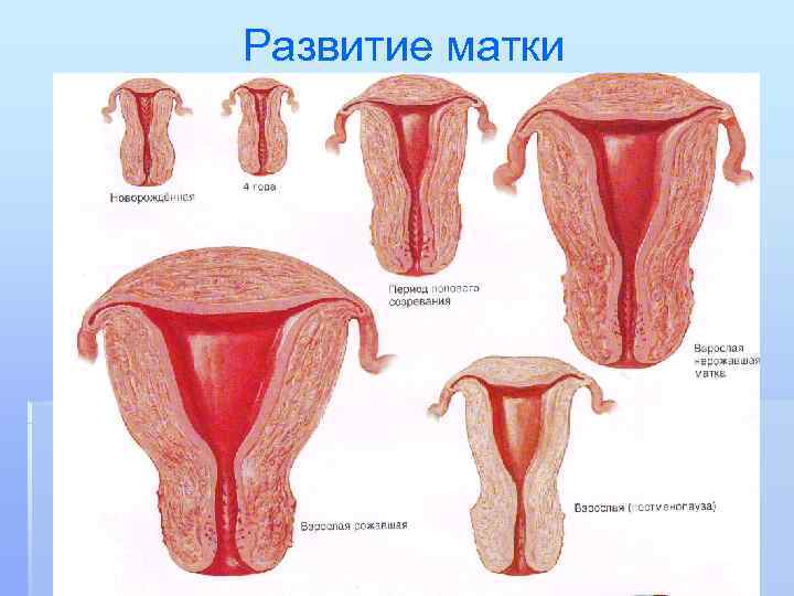 Развитие матки 