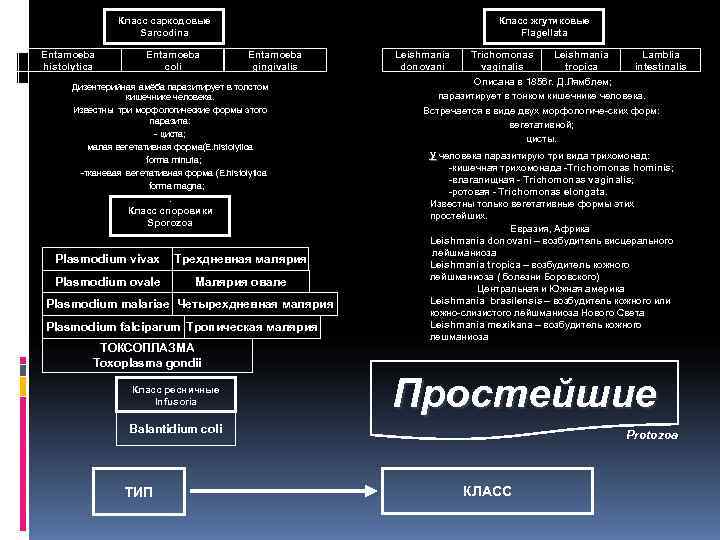     Класс саркодовые    Класс жгутиковые   