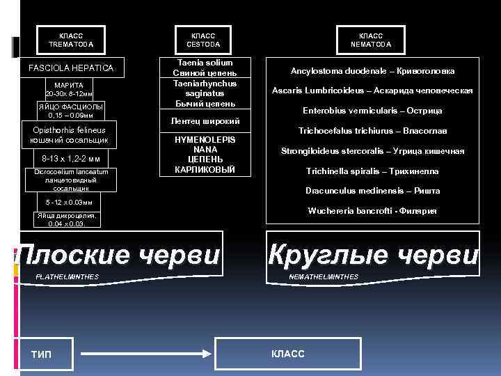   КЛАСС  TREMATODA    CESTODA     NEMATODA