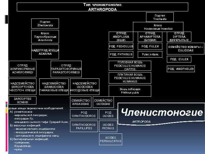      Тип членистоногие     ARTHROPODA  