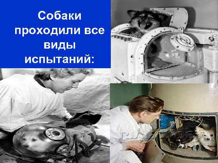   Собаки проходили все виды испытаний: 