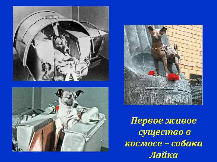  Первое живое  существо в космосе – собака Лайка 