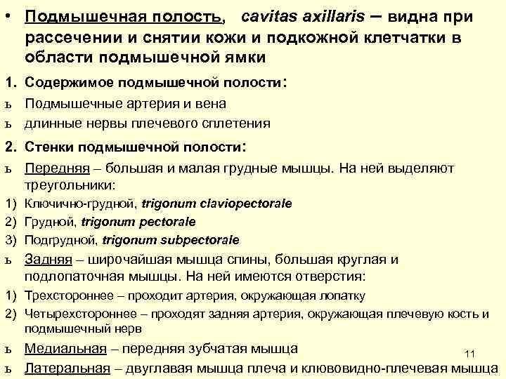  • Подмышечная полость, cavitas axillaris – видна при  рассечении и снятии кожи