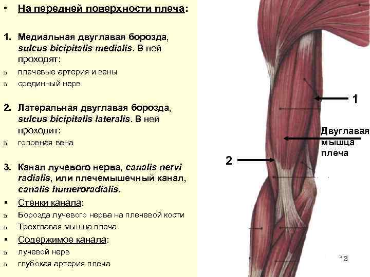  •  На передней поверхности плеча:  1. Медиальная двуглавая борозда, sulcus bicipitalis