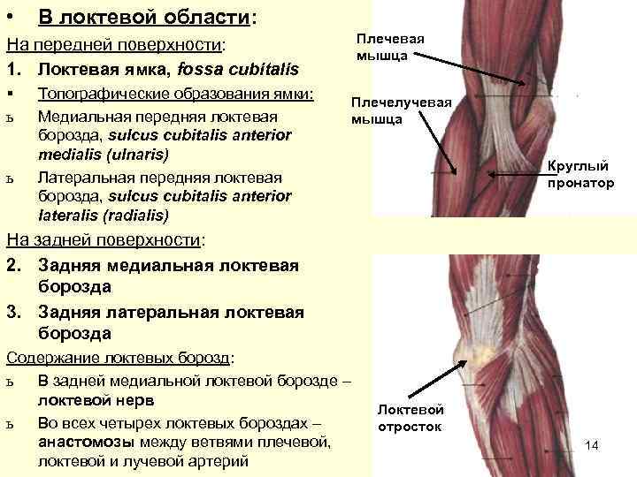  •  В локтевой области: На передней поверхности:    Плечевая 