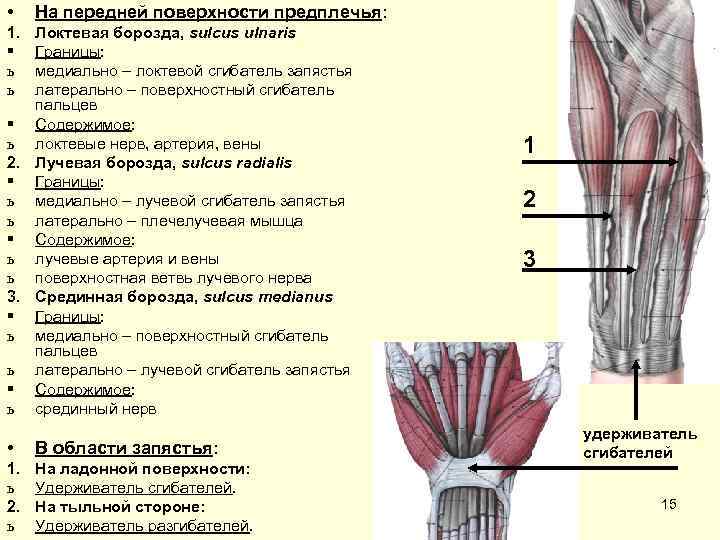  • На передней поверхности предплечья: 1. Локтевая борозда, sulcus ulnaris § Границы: ь