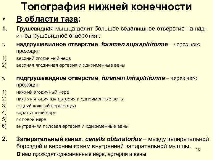  Топография нижней конечности • В области таза: 1.  Грушевидная мышца делит большое