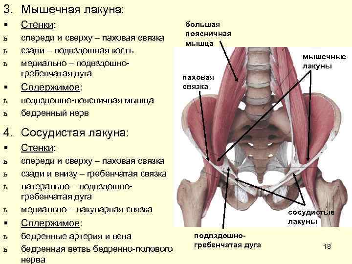 3. Мышечная лакуна: §  Стенки:      большая  