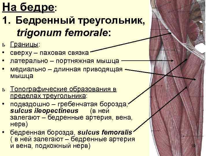 На бедре: 1. Бедренный треугольник, trigonum femorale: ь  Границы:  •  сверху