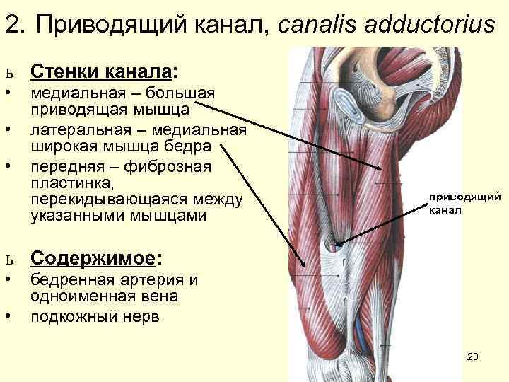 2. Приводящий канал, canalis adductorius ь Стенки канала:  •  медиальная – большая