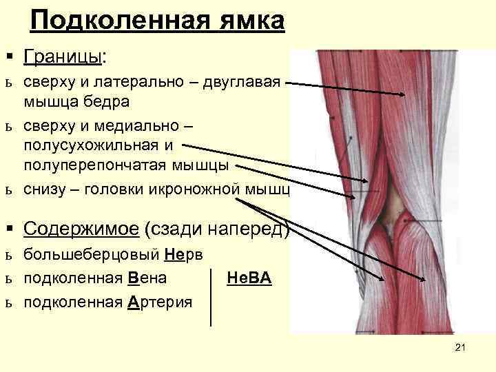  Подколенная ямка § Границы: ь сверху и латерально – двуглавая  мышца бедра