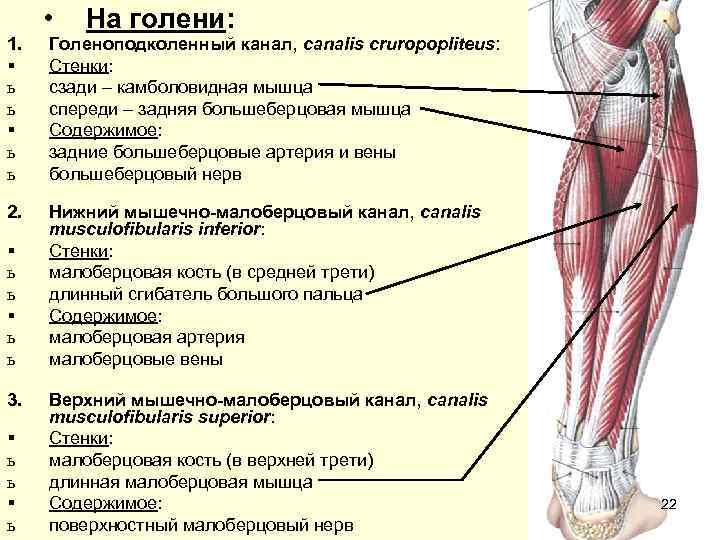  •  На голени: 1.  Голеноподколенный канал, canalis cruropopliteus: §  Стенки: