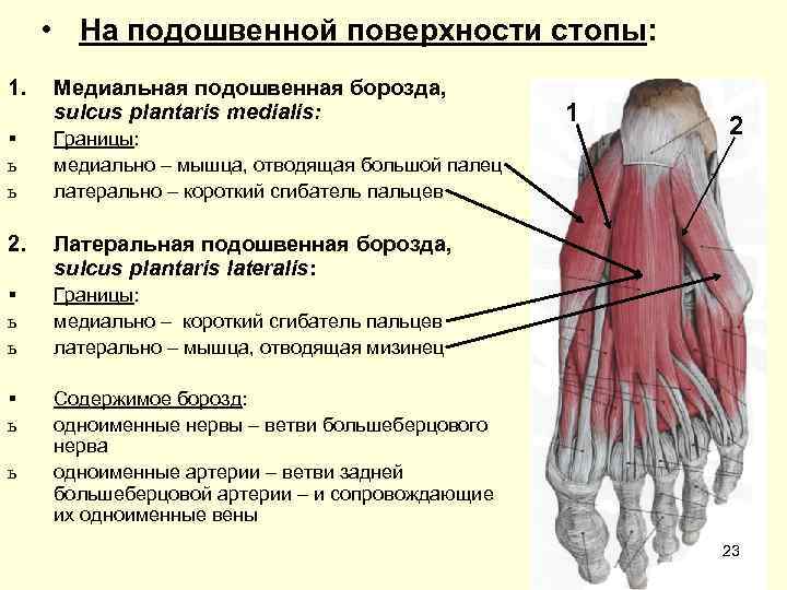  • На подошвенной поверхности стопы: 1.  Медиальная подошвенная борозда,  sulcus plantaris