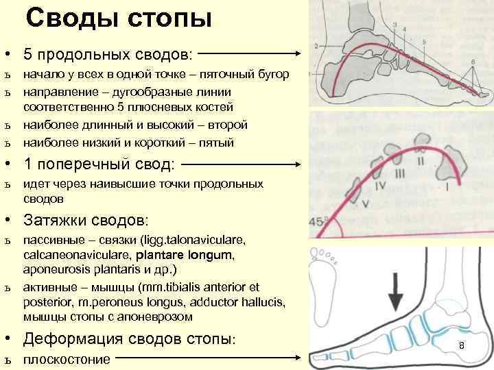   Своды стопы • 5 продольных сводов: ь  начало у всех в