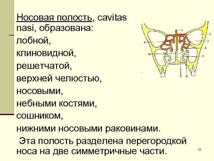 Носовая полость, cavitas nasi, образована: лобной, клиновидной, решетчатой, верхней челюстью, носовыми, небными костями, сошником,