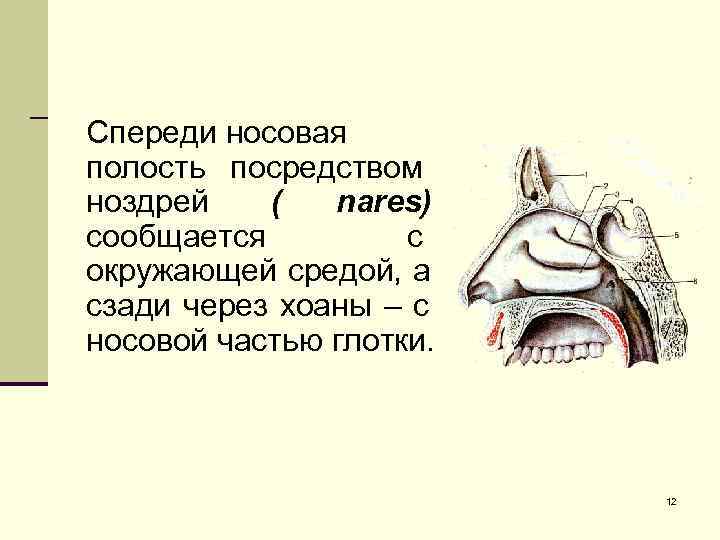 Железы полости носа