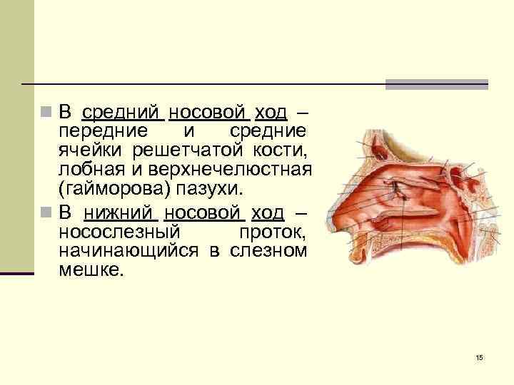 n В средний носовой ход –  передние и  средние  ячейки решетчатой