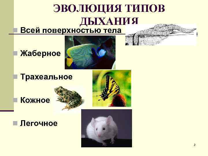   ЭВОЛЮЦИЯ ТИПОВ    ДЫХАНИЯ n Всей поверхностью тела  n